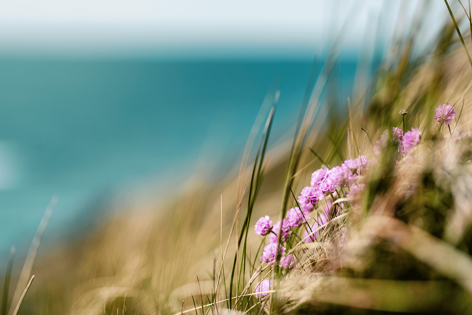 Paarse bloemen en gras met zee op de achtergrond